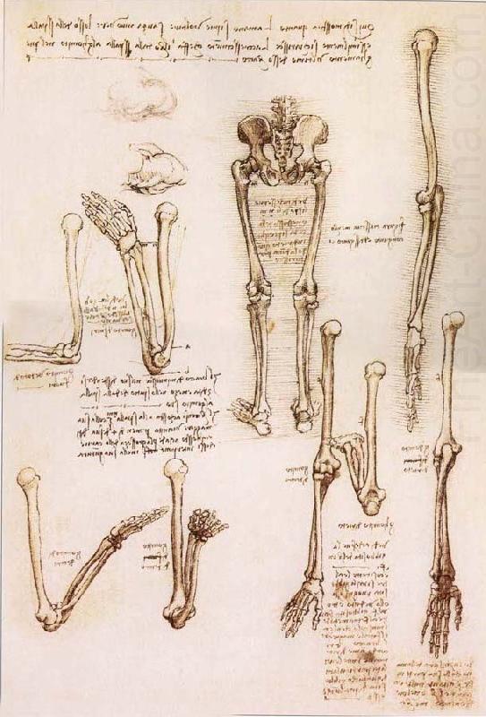 LEONARDO da Vinci Anatomical studies of the basin of the Steibeins and the lower Gliedmaben of a woman and study of the rotation of the arms china oil painting image